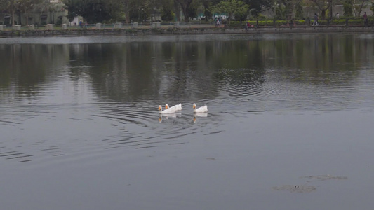 三只鸭子水海鸟鹅天鹅鸭科或水禽涉水鸻科连续游泳和漂浮视频