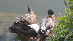鸭群鸟水海鸟鹅天鹅或统称为水禽涉水16秒视频