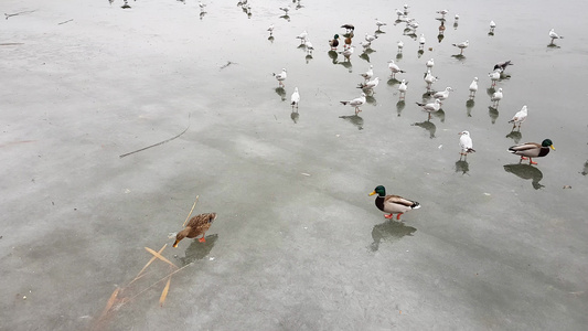 冷冻湖上的野鸭和海鸥视频
