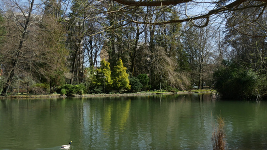 春天时在池塘中鸭子视频