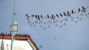 鸽鸟群在电线上停留10秒视频