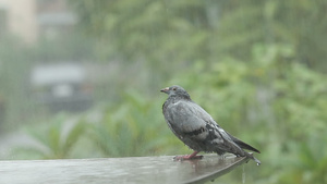 当大雨降下时鸽子站立10秒视频