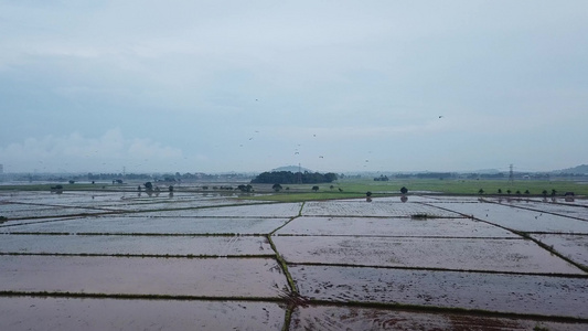 在稻田地里发现苍蝇视频