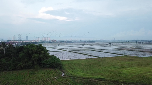 鸟瞰亚洲白鹳鸟群视频