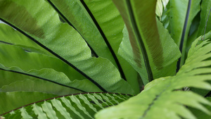 燕窝蕨叶深绿色异国情调的热带亚马逊丛林雨林时尚新潮10秒视频