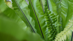 燕窝蕨叶深绿色异国情调的热带亚马逊丛林雨林时尚新潮13秒视频