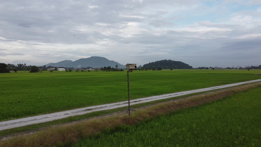 水稻田空中观鸟屋视频