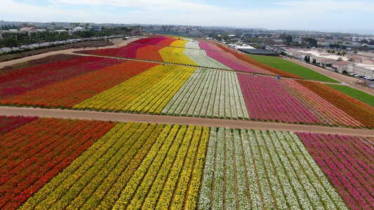 Carlsbad花朵田的空中观察视频