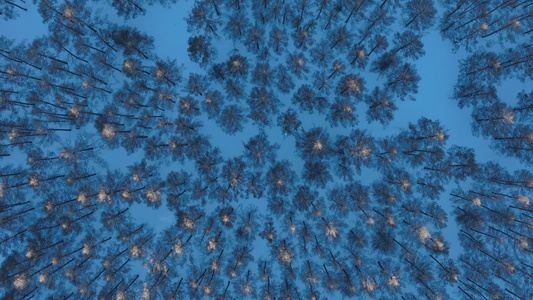 森林俯拍雪地松树林光影视频
