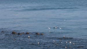 岩石海岸线附近水域的海鸥14秒视频