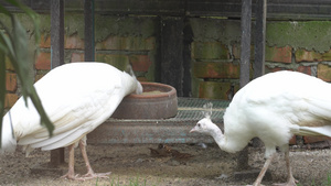白孔雀吃食物8秒视频