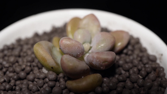 【镜头合集】艾伦多肉植物盆栽绿植视频