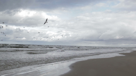 海鸥海边海岸视频