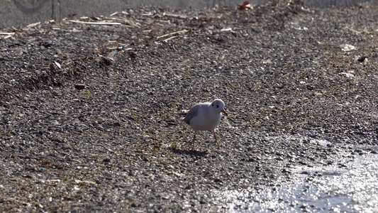 在奥赫里德湖的沙滩上望向日落的单海鸥silvergagle视频