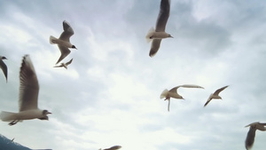 海鸥在春天从水上飞过缓慢运动13秒视频