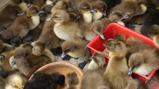 许多鸭子在笼子里泰国曼谷乍都乍市场拥挤的笼子里出售视频