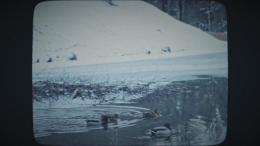 漂浮在冰冷冰冰湖中的野鸭视频