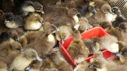 许多鸭子在笼子里泰国曼谷乍都乍市场拥挤的笼子里出售视频