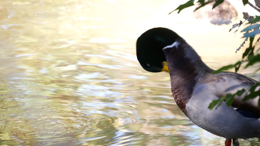 五颜六色的野鸭在自然栖息地涉足鸭子野生自然中的水流视频