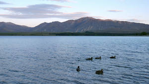 一群野鸭在南岛湖中互相游泳7秒视频