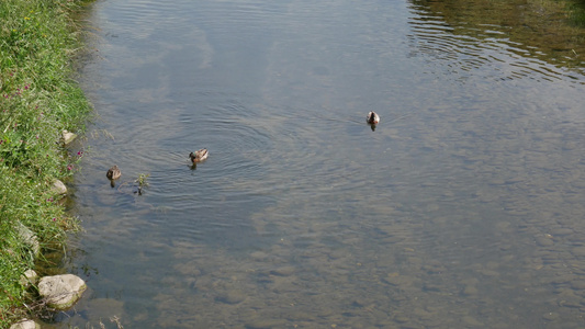 野鸭在河里游泳视频