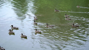 在池塘里游泳的鸭子6秒视频