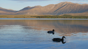 在新西兰的湖中两只野鸭12秒视频
