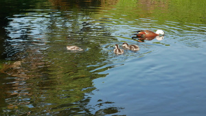 野鸭宝宝跟随妈妈在河里游泳9秒视频
