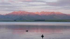 黄昏时分在湖中游鸭在特卡波湖14秒视频