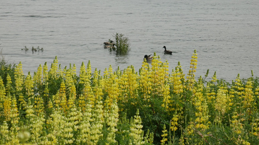野鸭在瓦那卡湖中游视频