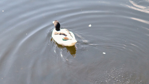 在被污染池塘中游泳的美丽小鸭20秒视频