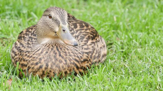 有趣的鸭子在自然栖息地的新鲜绿色多汁的草地上好奇的视频