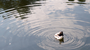 在池塘中央的孤单鸭子27秒视频