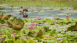 湖上的鸭子站种满睡莲的池塘里15秒视频