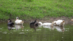 黑白鸭和白鸭在河中纯洁的羽毛15秒视频