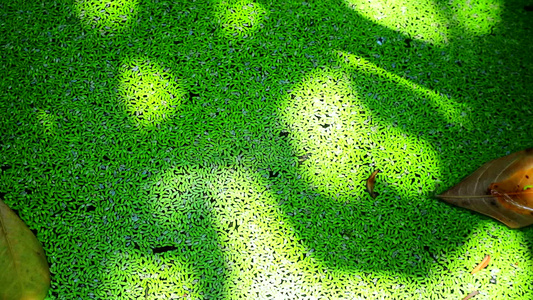 在树荫和阳光表面的鸭草上用干枯叶视频