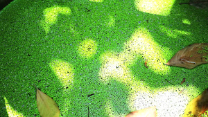阳光照射在绿植表面26秒视频