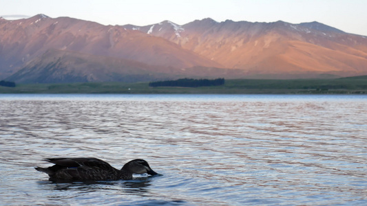 在南岛Tekapo湖的日落时分带头在水中的野鸭视频