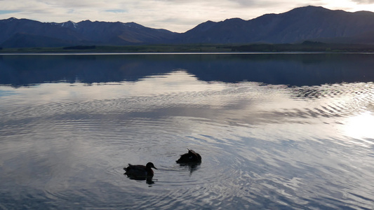 南岛特卡波湖游两只野鸭视频