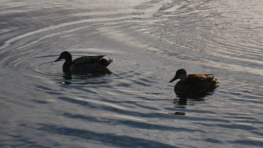 野鸭在湖中游泳视频