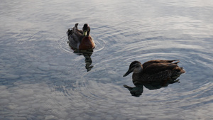 两只野鸭在湖边游泳16秒视频