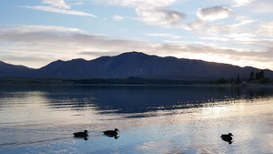 一群野鸭在特卡波湖游泳10秒视频