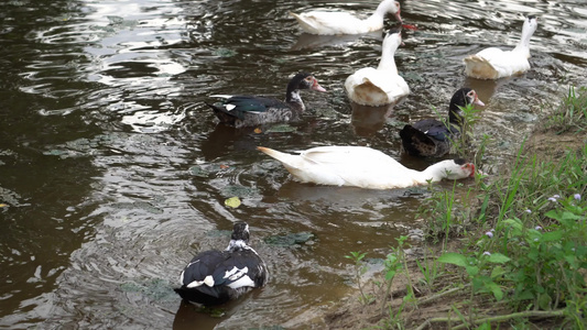 黑鸭和白鸭一组游泳视频