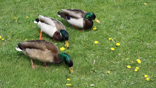 三只鸭子一起吃绿草视频