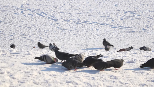 在雪地里吃鸽子的特写视频