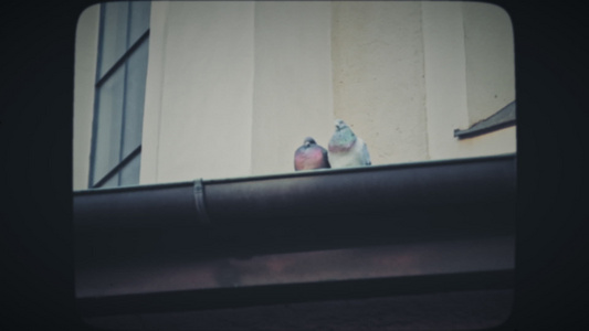 两只灰鸽子在屋顶上亲吻视频