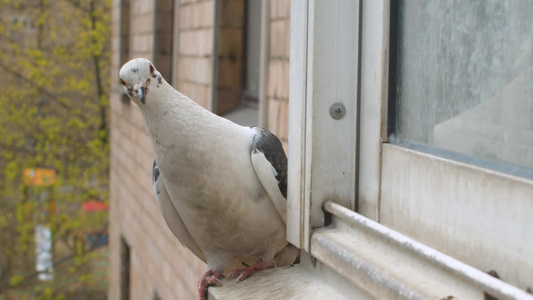 白鸽子坐在窗台上视频