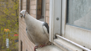 白鸽子坐在窗台上25秒视频