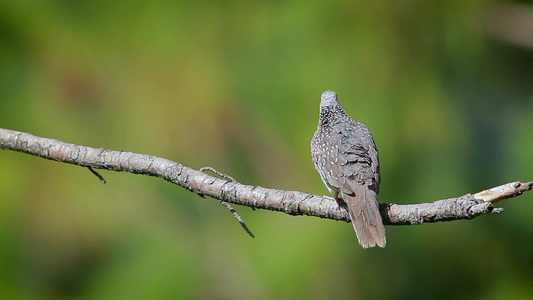 在邦达拉国家公园发现的鸽子srilanka视频