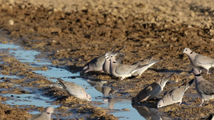 海角斑鸠喝水17秒视频